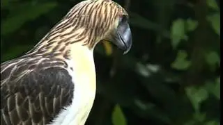 PH eagle foundation welcomes new eaglet