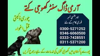 Army Dog Center Khoji Dogs #armydogcenter #khojidogs