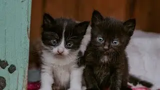 baby cat funny videos