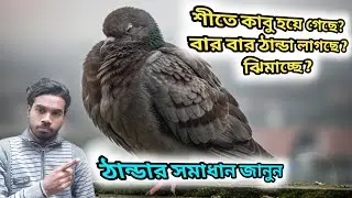 আপনার কবুতর ঠান্ডায় কাপছে ? ভিডিও টি দেখুন। Pigeon winter problem slove ।