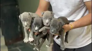 pitbull puppies for sale in Delhi ncr - 7428876405