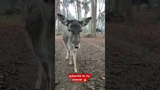 feeding a deer close up 🥰☺️ watch when you are sad and enjoy...