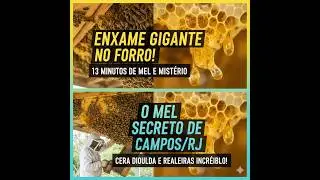 Um TESOURO NO TELHADO - Abelhas, Mel e Muita Cera 🐝🍯