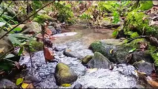 Relaxing Stream Water Sounds with Forest Ambience and Gentle Flow for Meditation and Deep Sleep