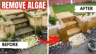 How to Remove Algae in Your Garden - Algon!