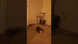 She loafing#catloaf#loaf#catlover#cats#catshorts#ytshorts#gatos#cutecats#funnycat