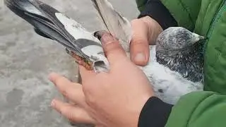 old and rare golden Pigeon breed