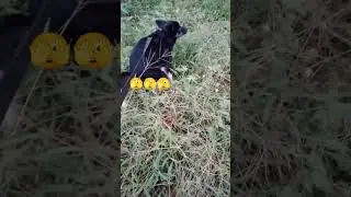poo oOoOO 🫣 🦮#dog #petshorts #dogshortsfunnyvideo