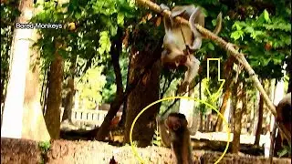 Poor baby Timo play full till fall down from tree cuz of Sweetie,Joey play bad on Timo