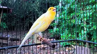 The Best Canary Sounds!! Russian Canary Singing for Training