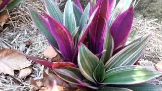 Wandering Jew - Tradescantia zebrina HD 02
