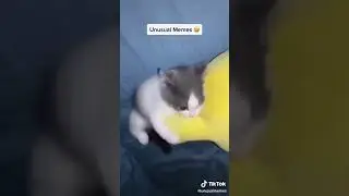Memes compilation 5