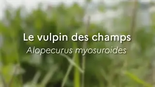 Alopecurus myosuroides Especes phares