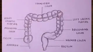 How to draw diagram of LARGE INTESTINE easily - step by step