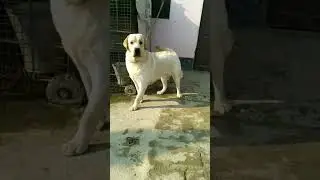 lebrador dog cute dog #doglover #trending #viral #denger #dog #cutdog #cutebaby #youtubesort #pappy