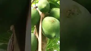 #papaya sariwang gulay.