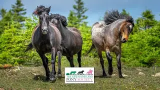 Discovering Newfoundland - The Newfoundland Pony Society