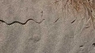 Shovel-nosed snake moving 1