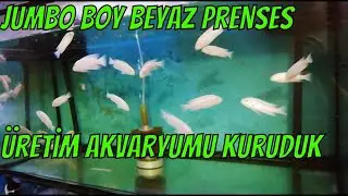 белая принцесса, желтая цихлида FISH AQUARIUM КАК ДОЛЖНЫ БЫТЬ (цихлида в домашних условиях