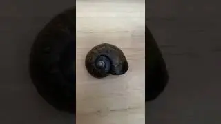 Kauri snail