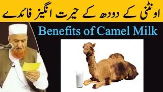 Benefits Of Camel Milk | Uthni Ke Doodh Pine Ke Faede | Maulana Makki Al Hijazi | Islamic Group
