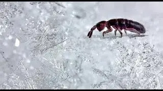Глетчерная блоха на сугробах Нижегородчины