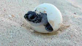 Turtle Hatch Melbourne Beach Florida!