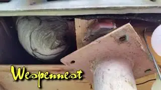 Bienenwolf und Wespennest