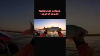 Рыбалка в Астрахани Апрель 2024. Село Вышка . #шортс#рыбалка#fishing#топ#music#fish#shorts##2024