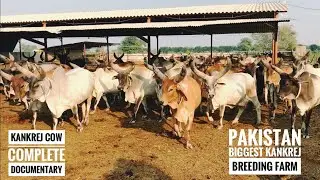 Pakistan Biggest Kankrej Cow Farm |  Complete history of Kankrej Cow with Ahsan Bhurgari | Nagrafarm