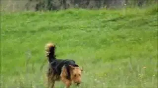 Ben Airedale Terrier 1 year old running in the Dales