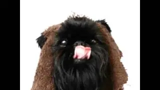 Brussels griffon ewok eating peanut butter