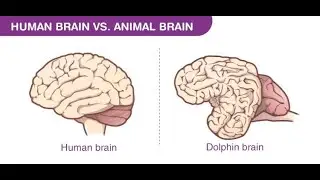 dolphin's brain compared to human brain