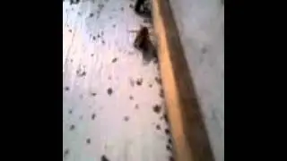 Bee Grief