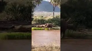 #isiolo #samburu #buffalospringfield  #nature #wildlife