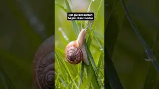 Why do snails appear when it rains?