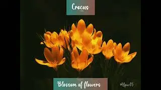 Yellow Crocus Flower#yellow flower#blossom#flowers