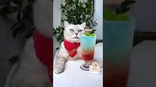 Chef 👩‍🍳 cat