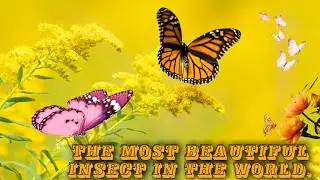🦋THE MOST BEAUTIFUL INSECT IN THE WORLD🦋