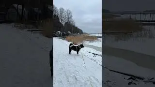 Будьте внимательны и не спускаете собак рядом с водоемами Американская Акита Молли  #akitalife