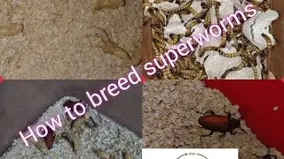 How to Breed Superworm (Detailed breeding of superworm from egg to larva form#Superworm#Mealworm)