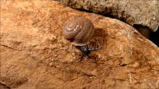 Hemicycla saponacea