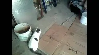 video0182