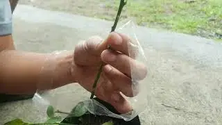 Budding in Calamansi (Inverted T Budding) - CPT 115