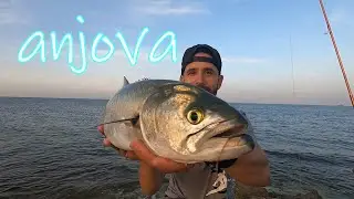 Cómo PESCAR  ANJOVAS💥 Surfcasting al ascensor CON CEBO VIVO