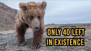 Gobi bear: The World's Rarest Bear
