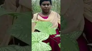 caladium plant hunting/ short