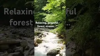#relax #nature #asmr #relaxingsounds #relaxingstream #foreststream #peaceful