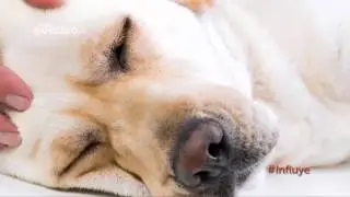 &iquest;Eutanasia en mascotas?  S&oacute;lo en estos casos...