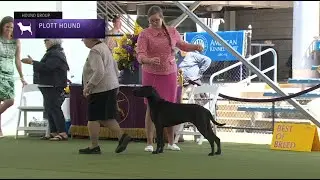 Plott Hounds | Breed Judging 2023